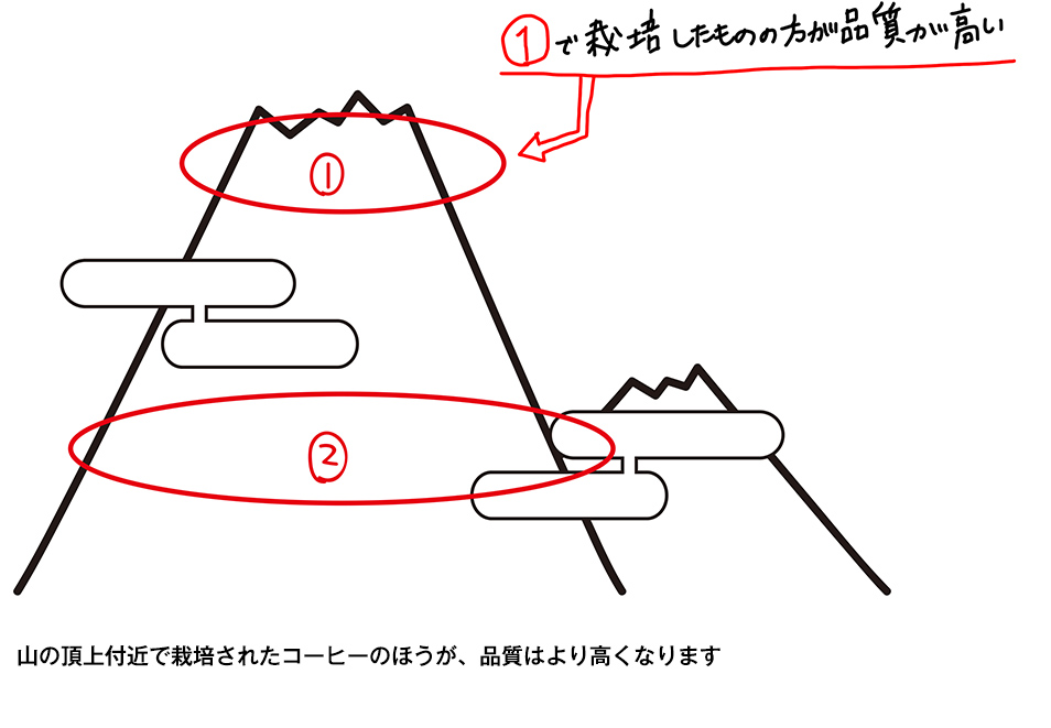 スペシャリティー と称される品質をもつ銘柄は 全生産量の１０ しかありません 土居珈琲