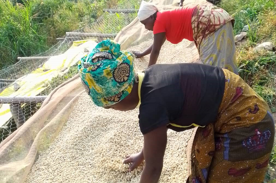 単一農園 VS ブレンド。