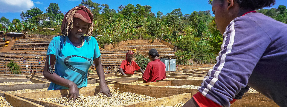 ���C���r�W���A��