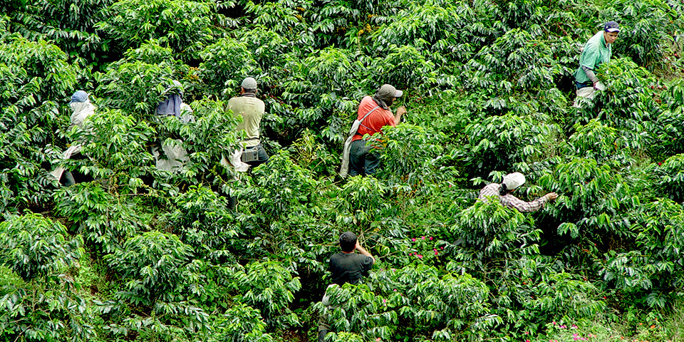 “小さな農園”ならではの、手摘みによるコーヒーの実の収穫風景。一粒ずつ丁寧に摘み取っていきます。