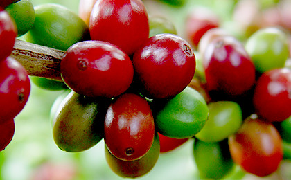 コロンビアで育てられるコーヒーの実。今回ご紹介するのは、特別プロジェクトによって生み出された銘柄です。