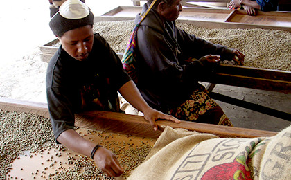天日乾燥させたコーヒーの生豆を、人の手で丁寧に選別していきます。