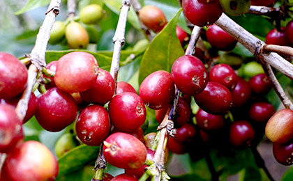 イルガチェフェのコーヒーの実。収穫時期になると、世界中のバイヤーたちによって、買い付けのオーダーが集中する銘柄です。