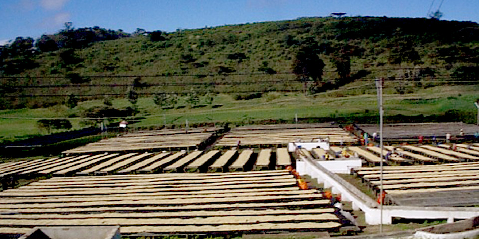 火山灰土と腐葉土が混ぜ合わさった土壌を有している農園。コーヒー栽培にとって、最高の条件です。