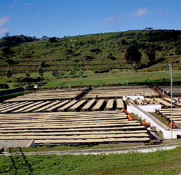 タンザニア　モンデュール農園