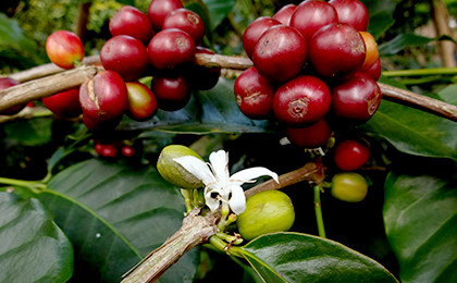 コーヒーの樹に成った、コーヒーの実。土居珈琲が考える「コーヒーの苦味」の基準としていただきたい銘柄です。