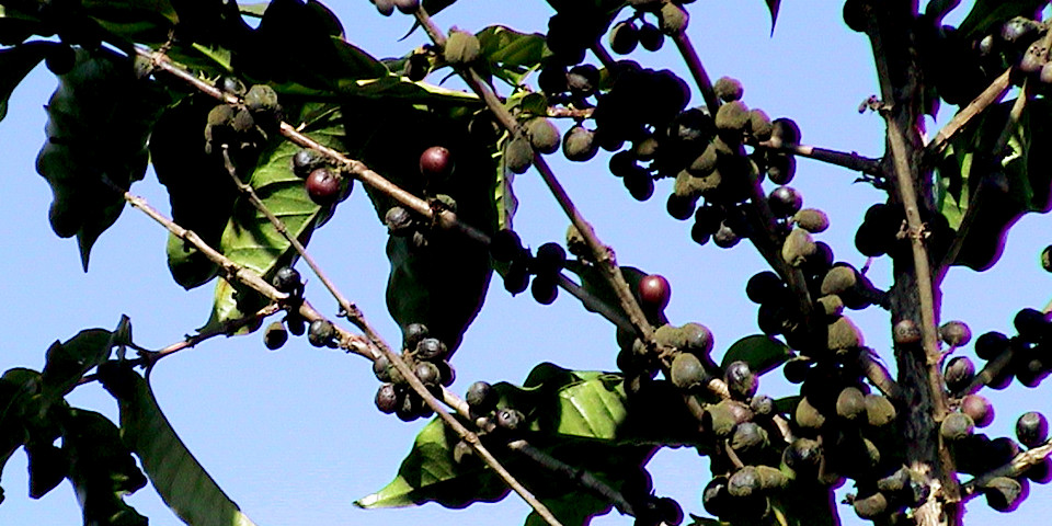 ここまでコーヒーの実を完熟させる、この農法をとると、コーヒーの樹の寿命は半分に縮まります。コーヒーの実が、樹の養分を吸い尽くすからです。しかし、この農法でしか作り出せない味があります。