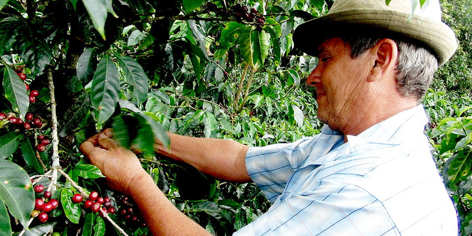 コーヒーの実を手作業で収穫するエル・ペドレガル農園オーナー・ヘクトール・ボニージャ氏