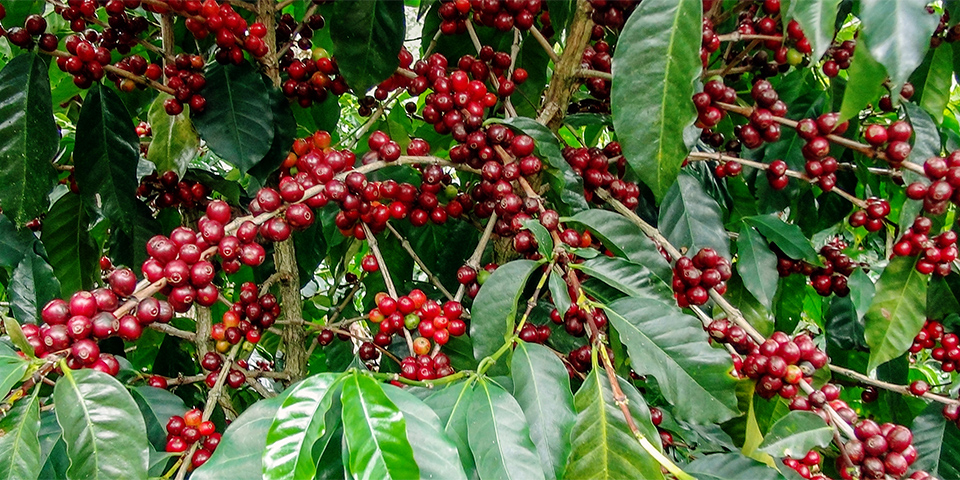 コーヒーの実は、樹上で完熟させて収穫していきます