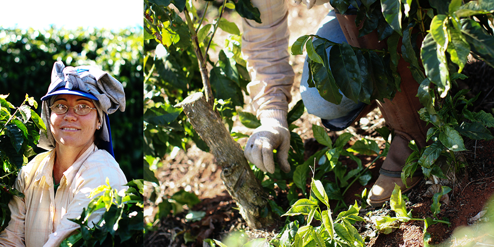 いまも手仕事によって、コーヒー豆を育てる人たちがいます