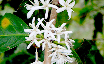 コーヒーの樹の花。コーヒーの樹は白い花が咲きます。今回買い付けた銘柄は、コーヒーの生育には理想的な環境で育った銘柄です