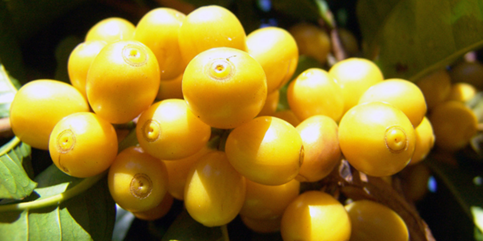 コーヒーの実が完熟すると赤色ではなく、黄色く染まる希少な銘柄、「アマレロ」種。