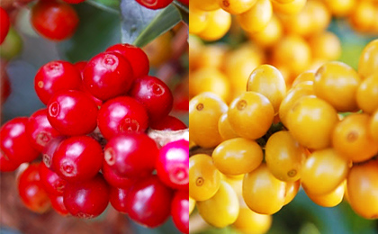 通常、コーヒーの実は赤く染まります(左)が、“アマレロ”のコーヒーの実は完熟すると黄色に染まります(右)