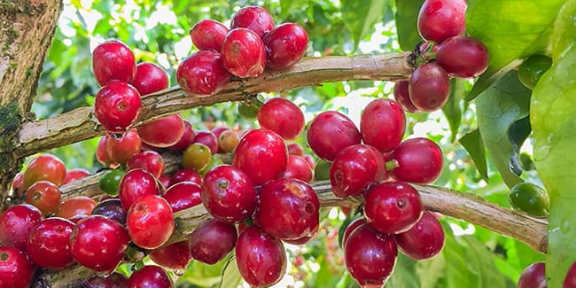 ���n�����R�[�q�[�̎����A��E�݂Ŏ��n���Ă��܂�