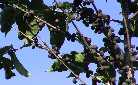 コーヒーの実を樹上で完熟させます
