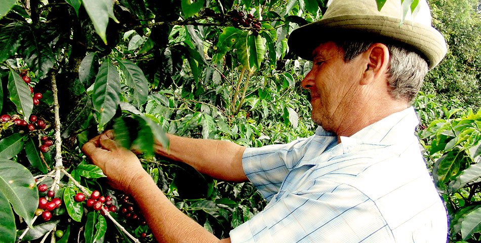 コーヒーの実を手作業で収穫するエル・ペドレガル農園オーナー・ヘクトール・ボニージャ氏