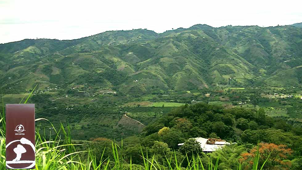 土居珈琲 － コロンビア サン・アグスティン村（アソガート組合ロット