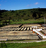 タンザニア モンデュール農園